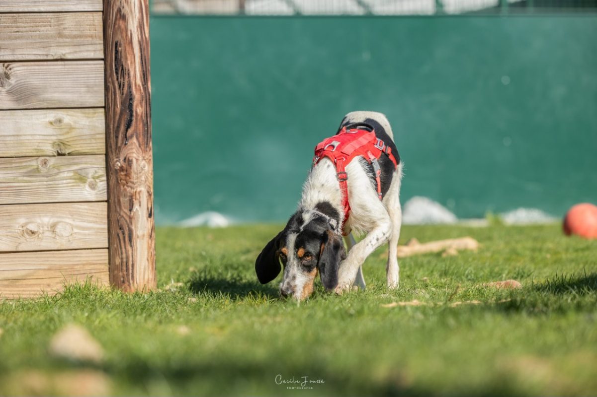 Miura - Chien à adopter