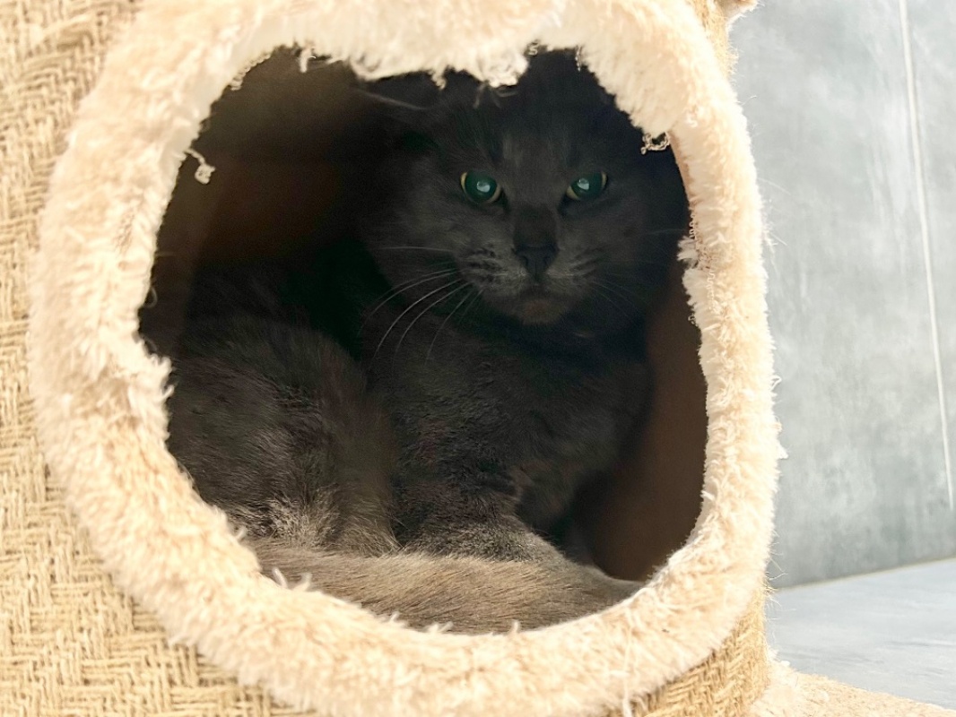 Photo #2 de Frankenmiaou