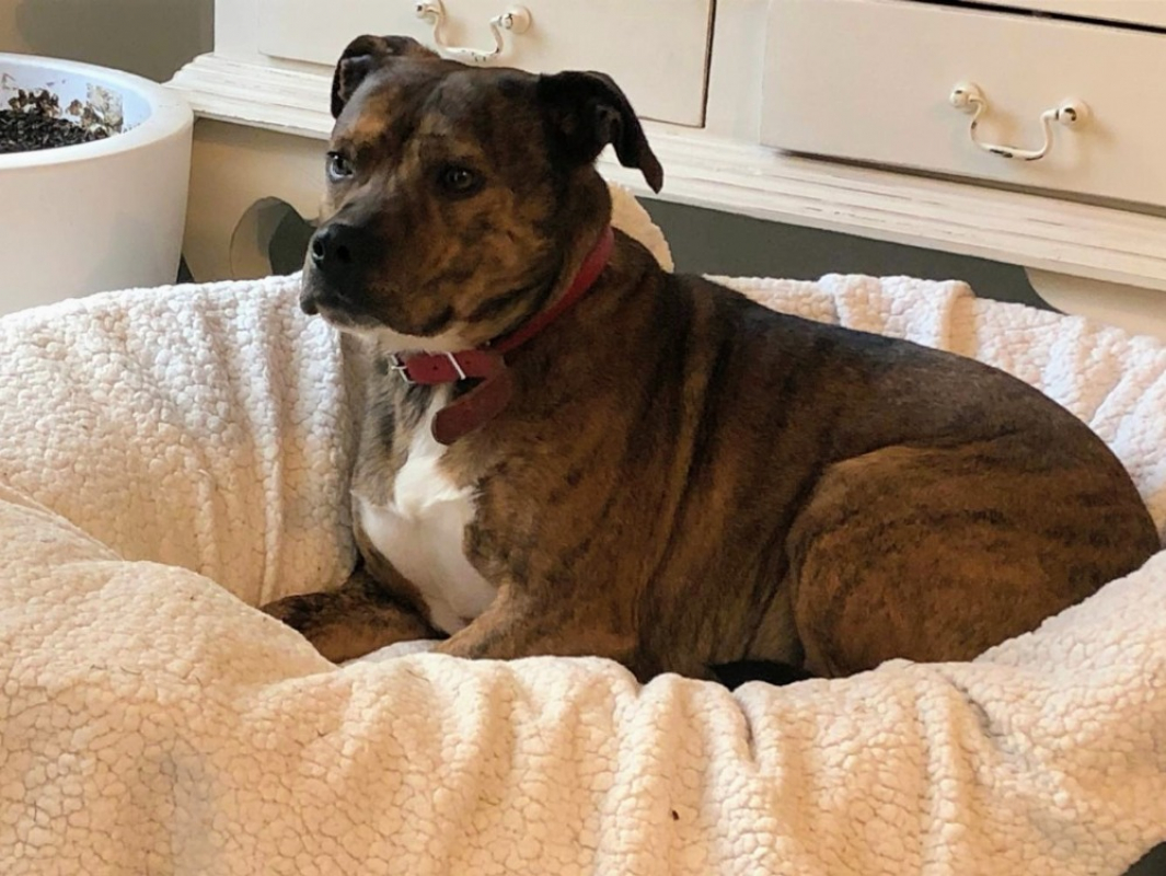 Photo #1 de Pattoune