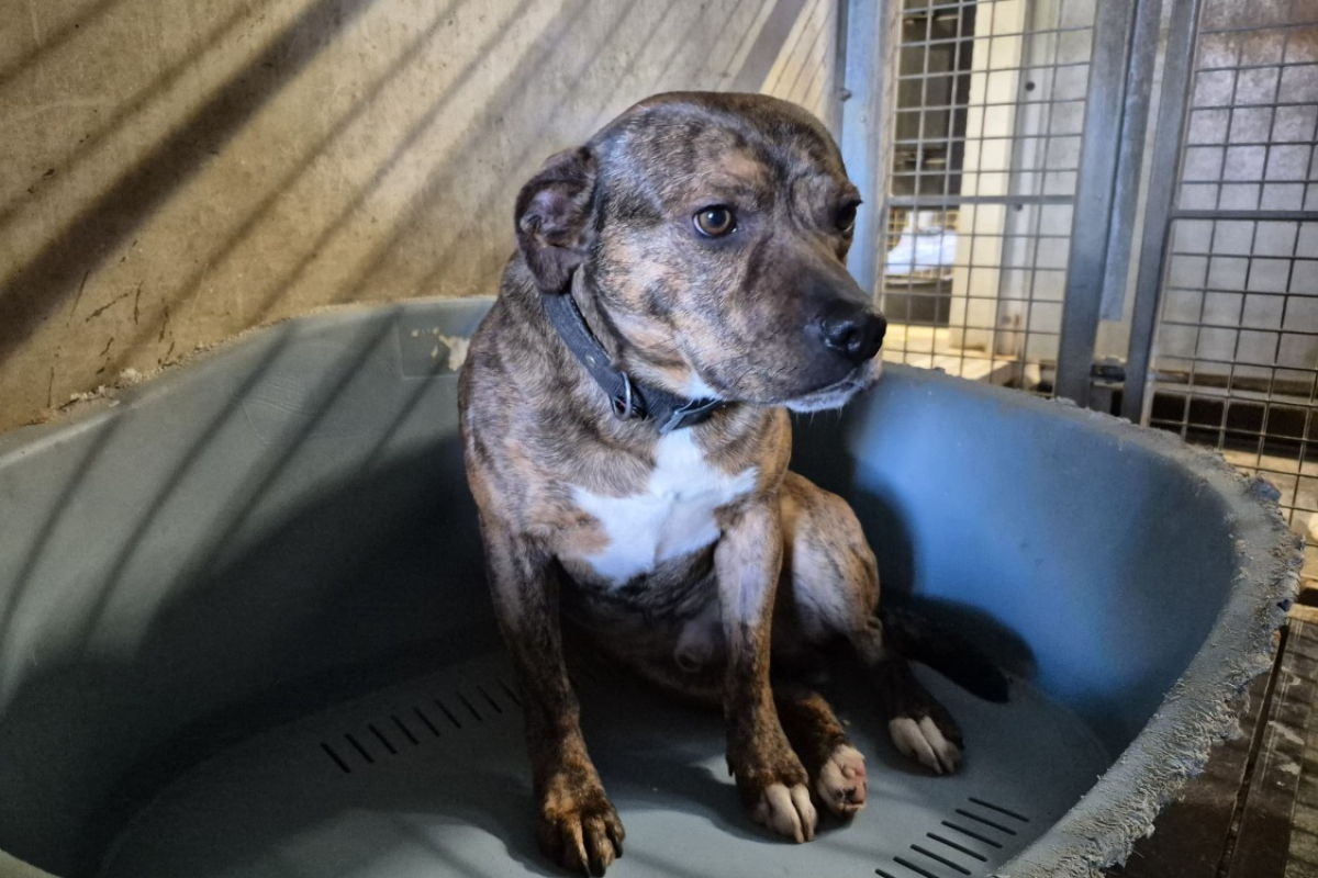 Photo #2 de Pattoune