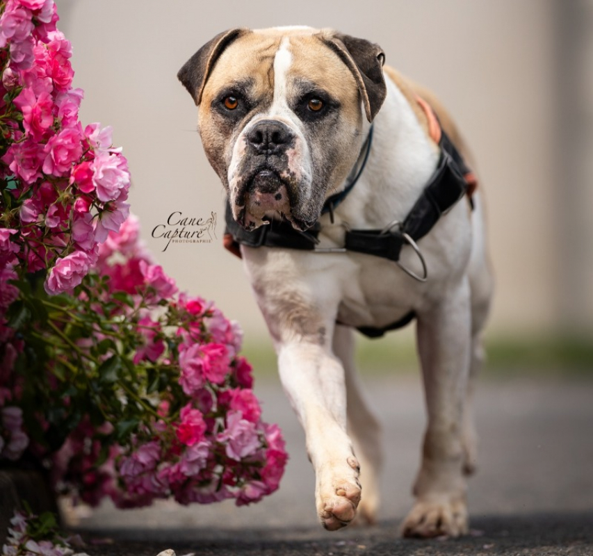 Pep's - Chien Bouledogue Américain à adopter