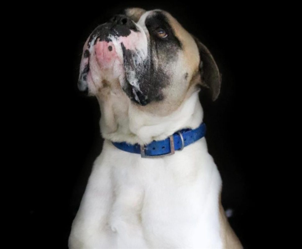 Pep's - Chien Bouledogue Américain à adopter - photo 3