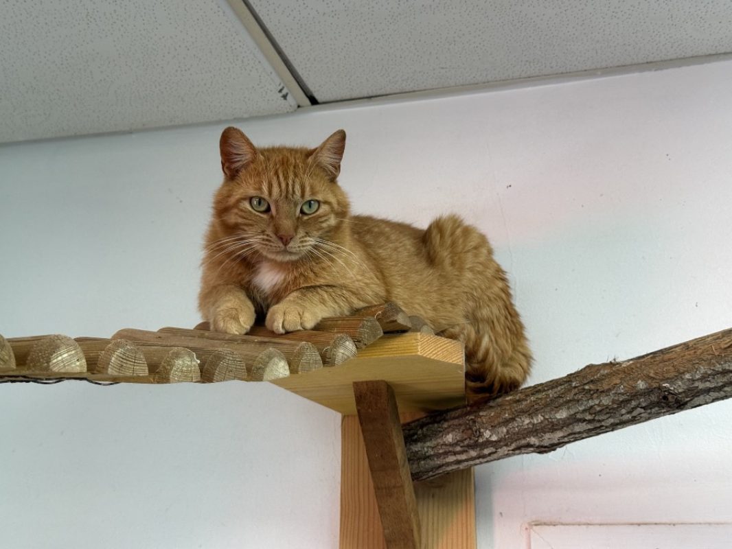Ratatouille - Chat Européen à adopter - photo 3