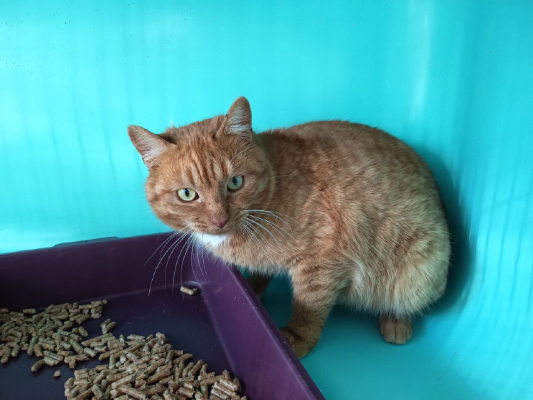 Ratatouille - Chat Européen à adopter - photo 4