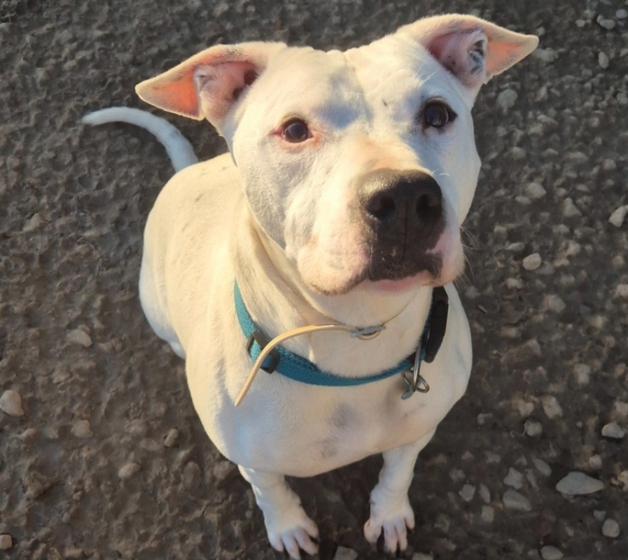 Moka - Chien à adopter