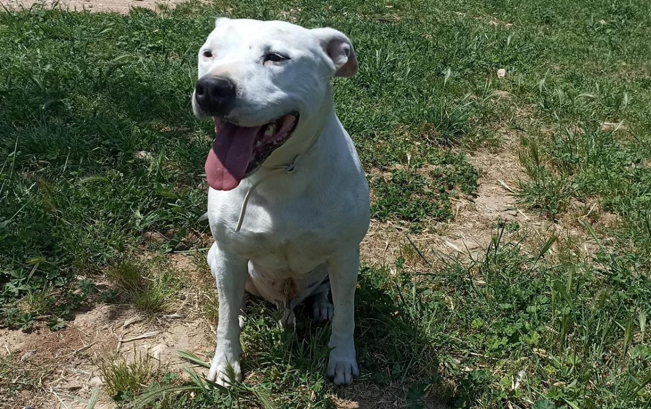 Moka - Chien à adopter - photo 2