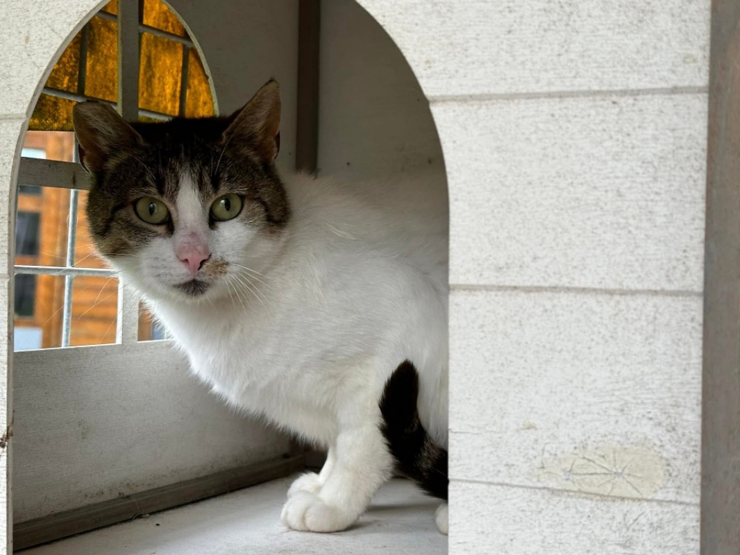 Photo #1 de Girouette