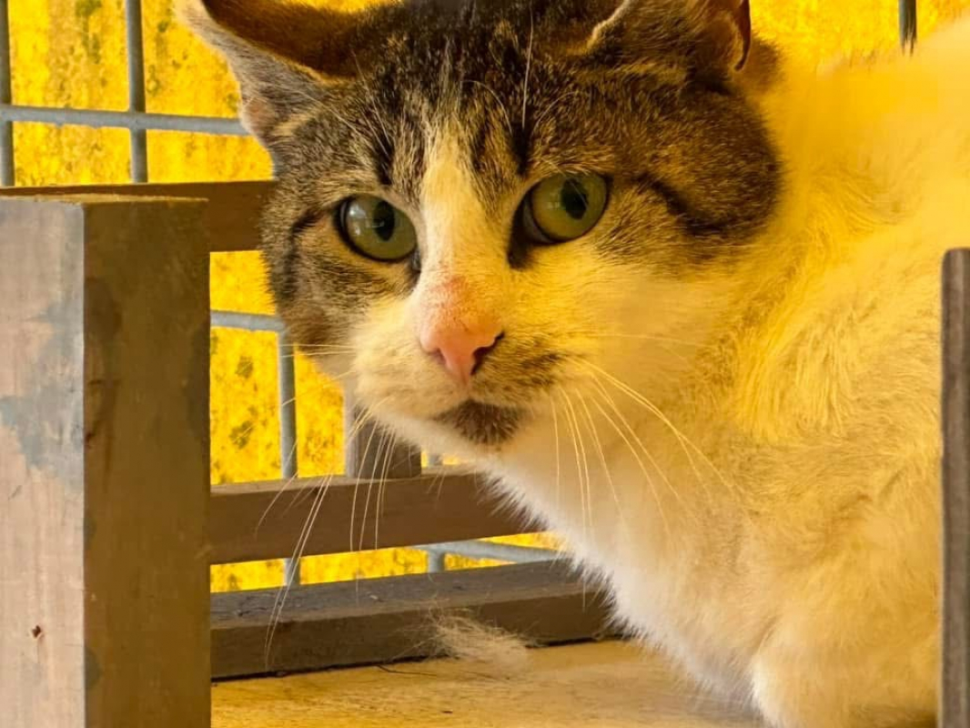 Photo #2 de Girouette