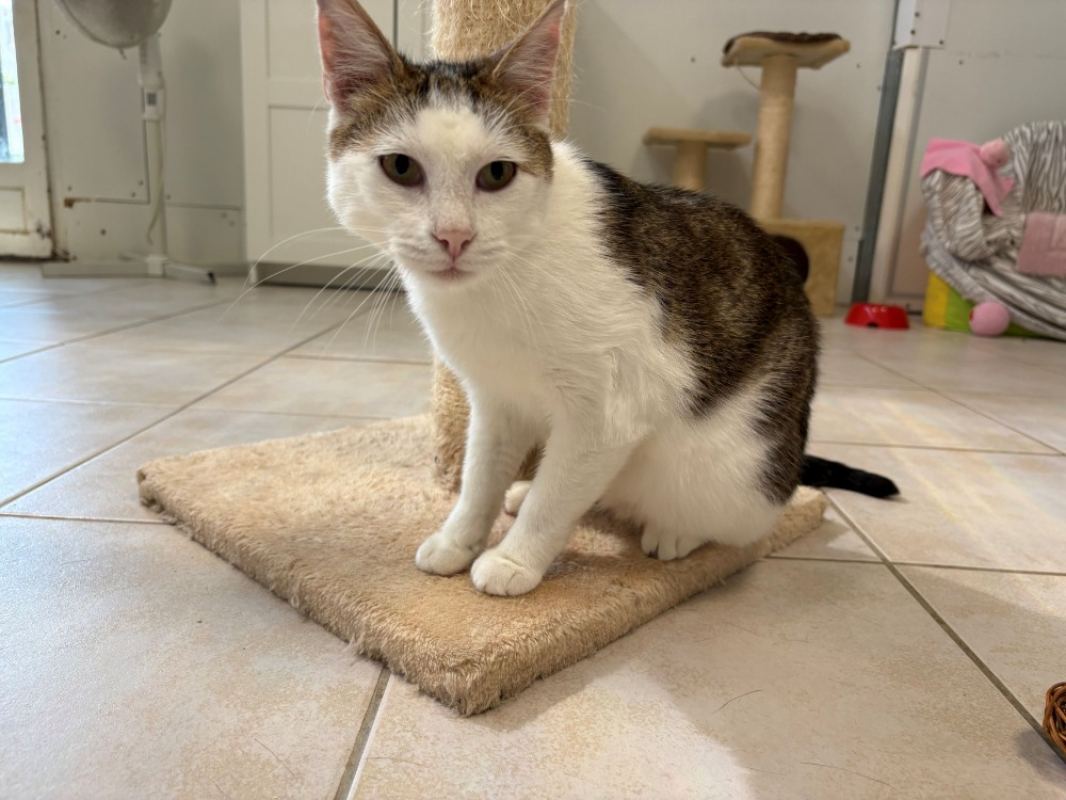 Gigi - Chat Européen à adopter
