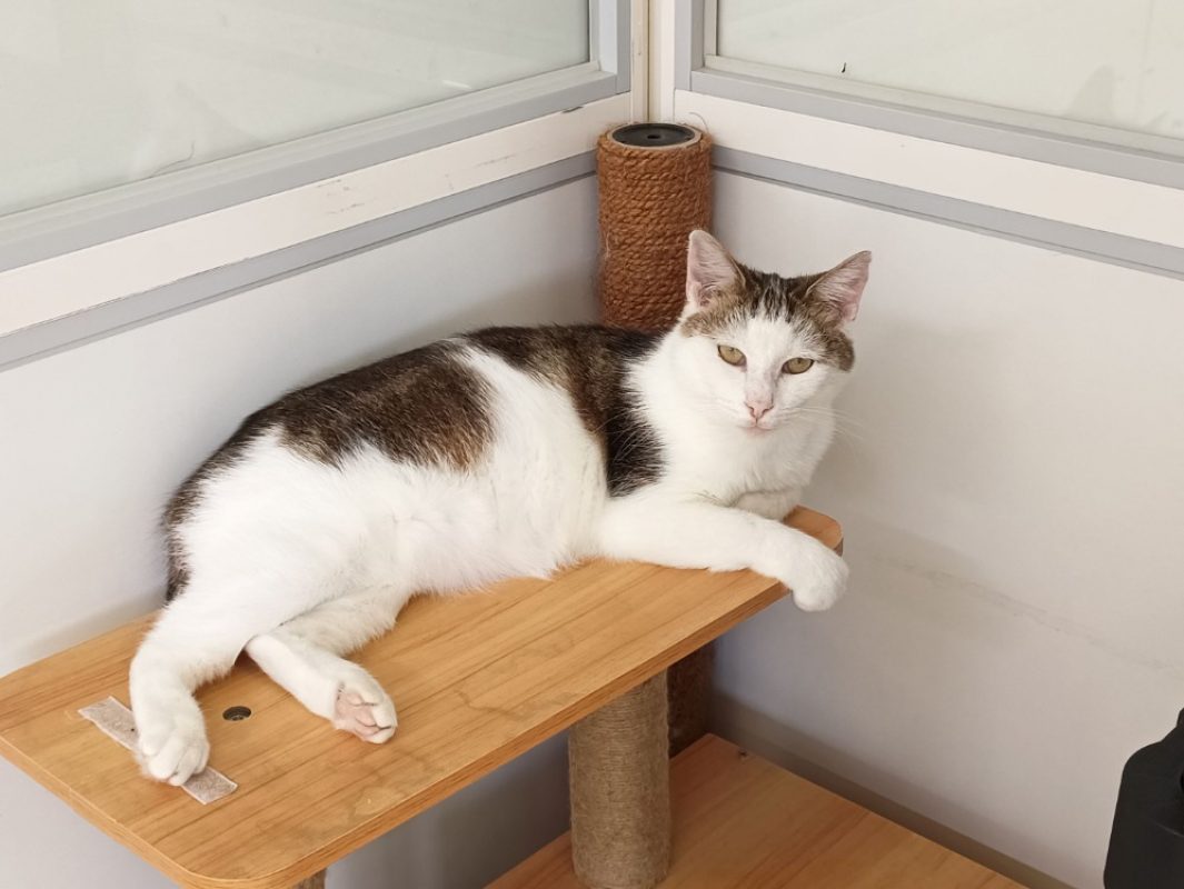 Gigi - Chat Européen à adopter