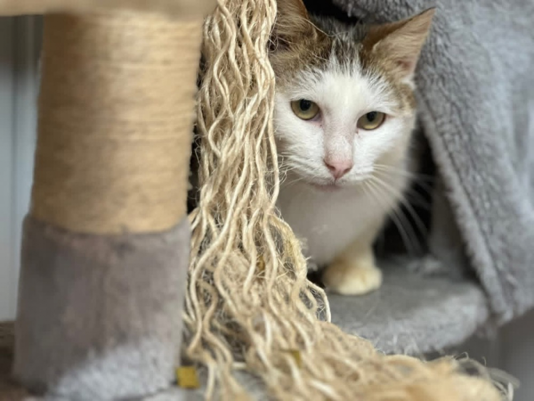 Photo #1 de Gigi en sos