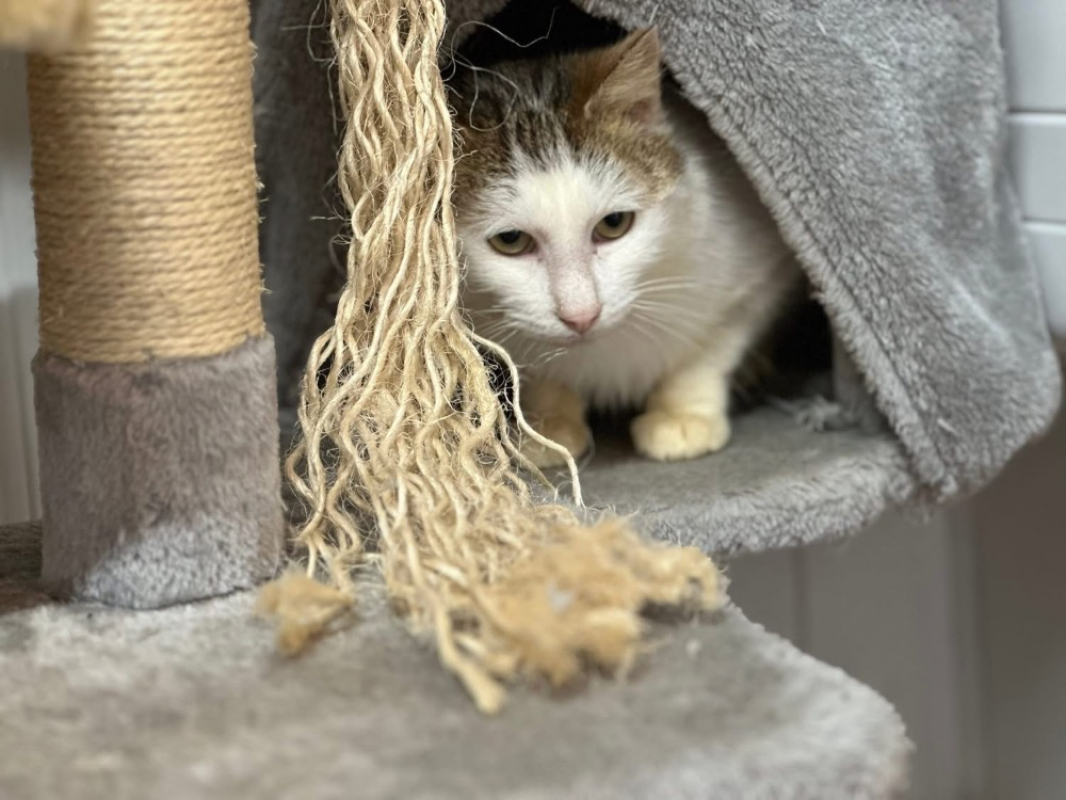 Photo #2 de Gigi en sos