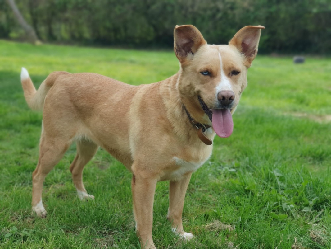 Stela - Chien à adopter