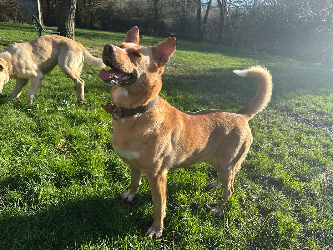 Stela - Chien à adopter - photo 3