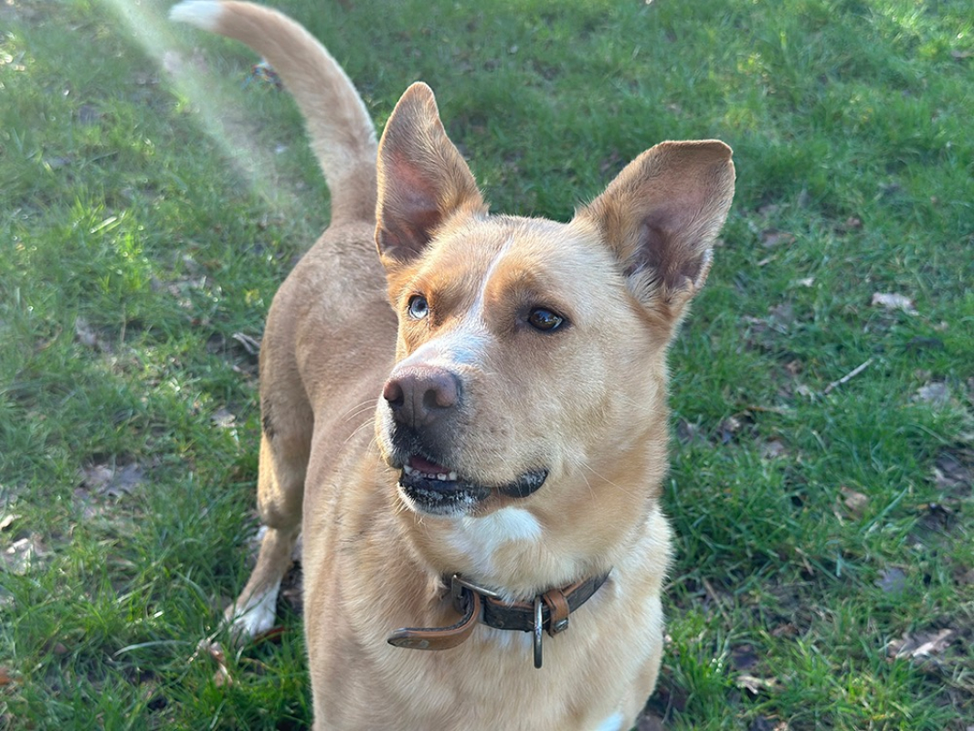 Stela - Chien à adopter - photo 5