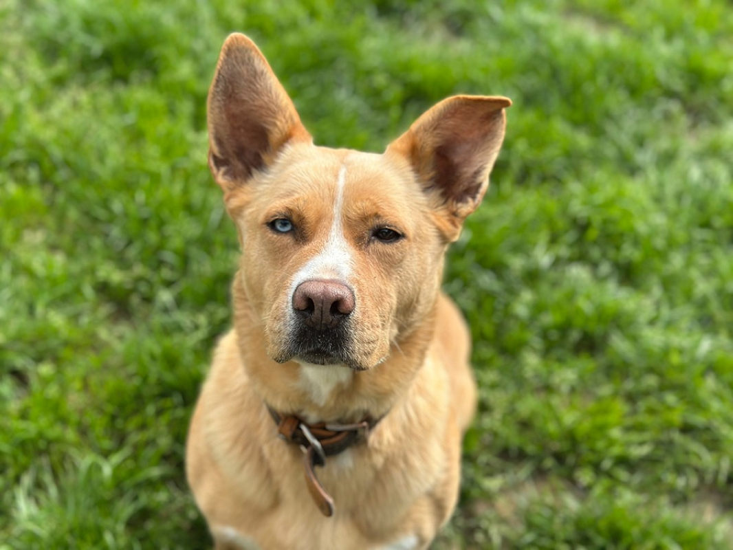 Stela - Chien à adopter - photo 6