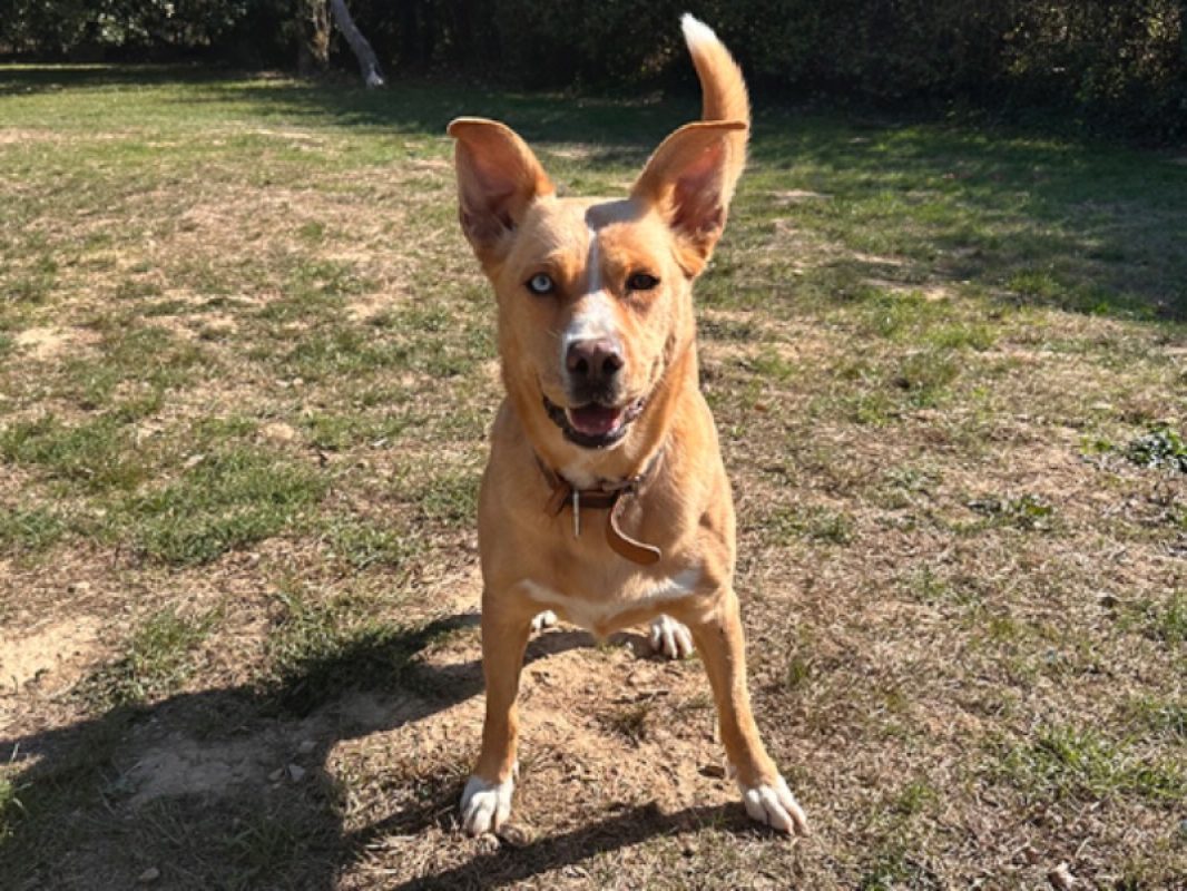 Stela - Chien à adopter