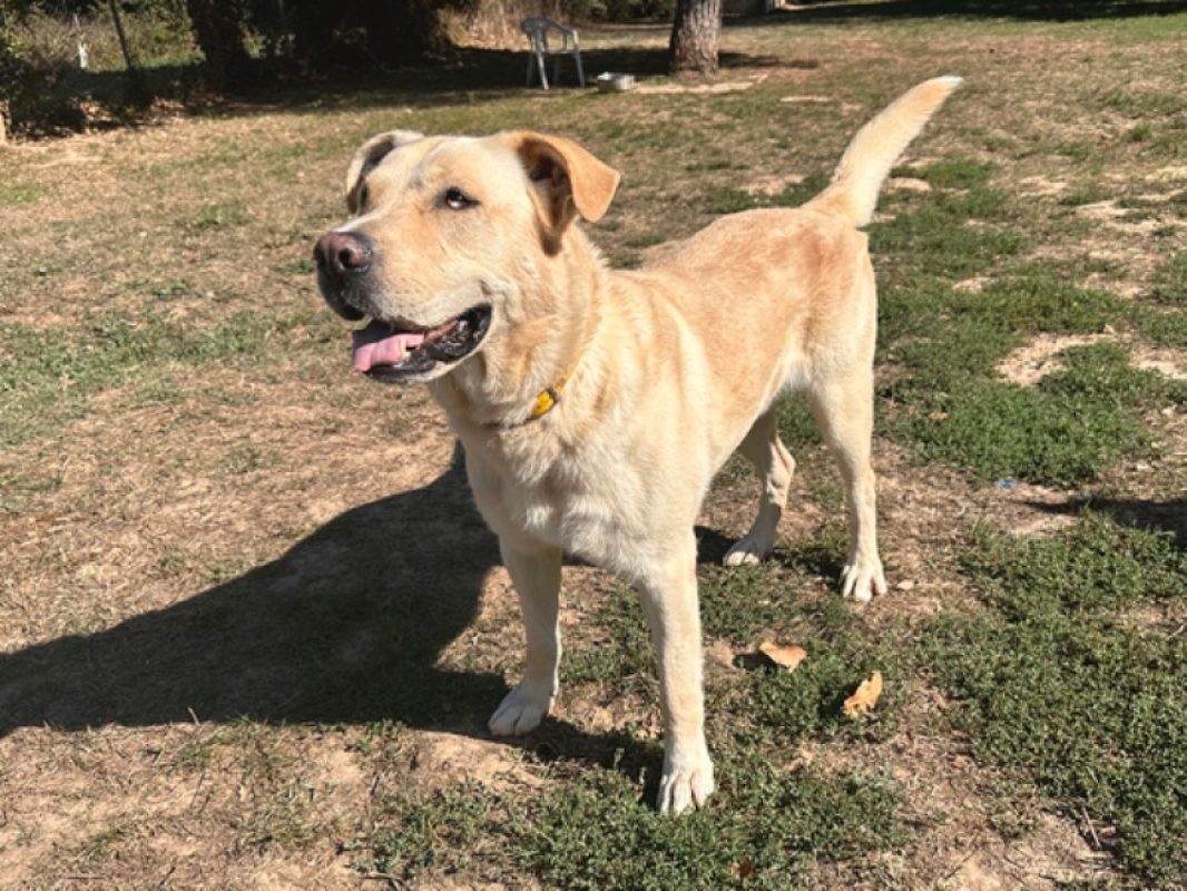 Ozzy - Chien à adopter