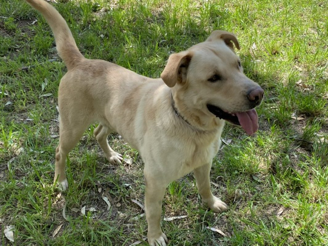 Ozzy - Chien à adopter - photo 8