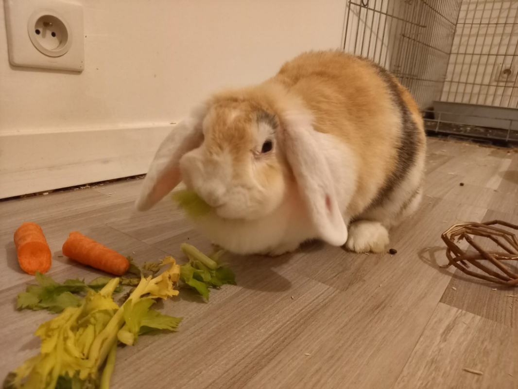 Photo #2 de Germaine