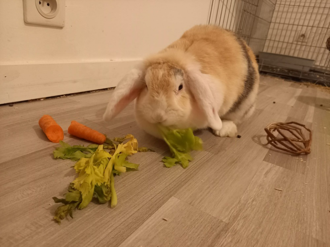 Photo #3 de Germaine