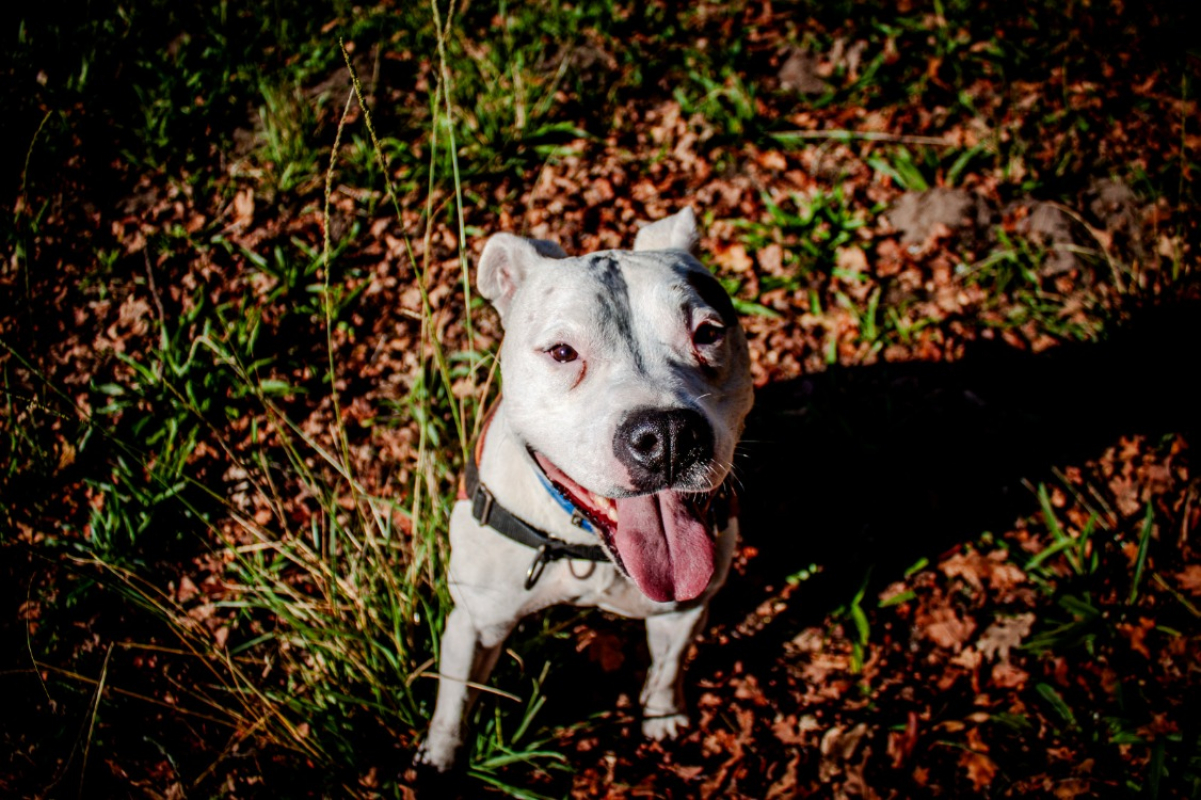 Photo #4 de Molly