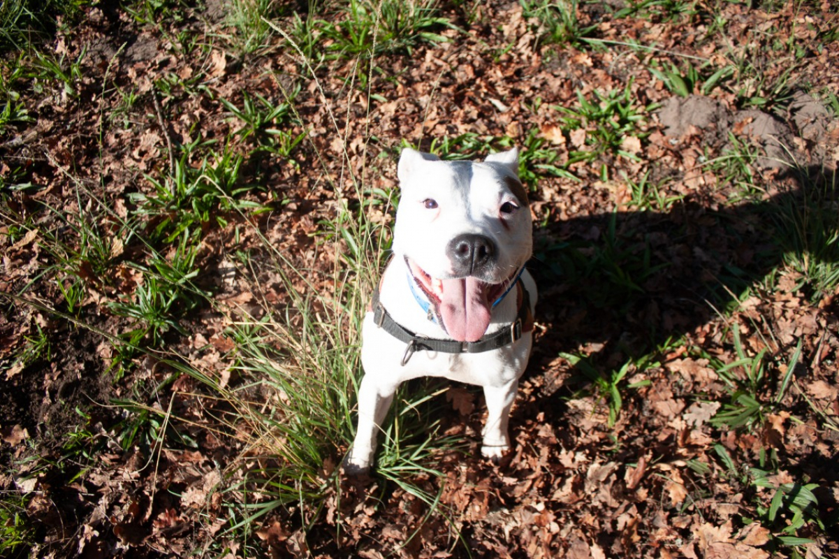 Photo #10 de Molly