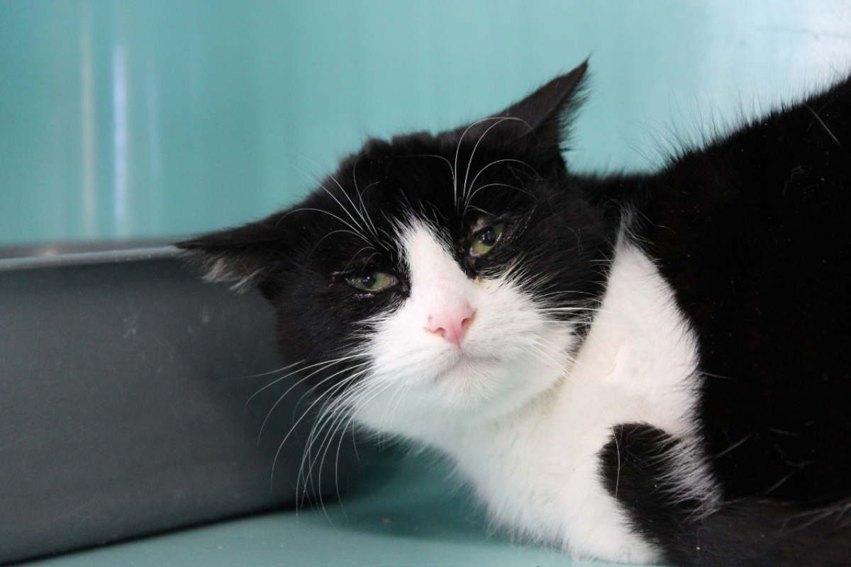 Photo #1 de Cochonou