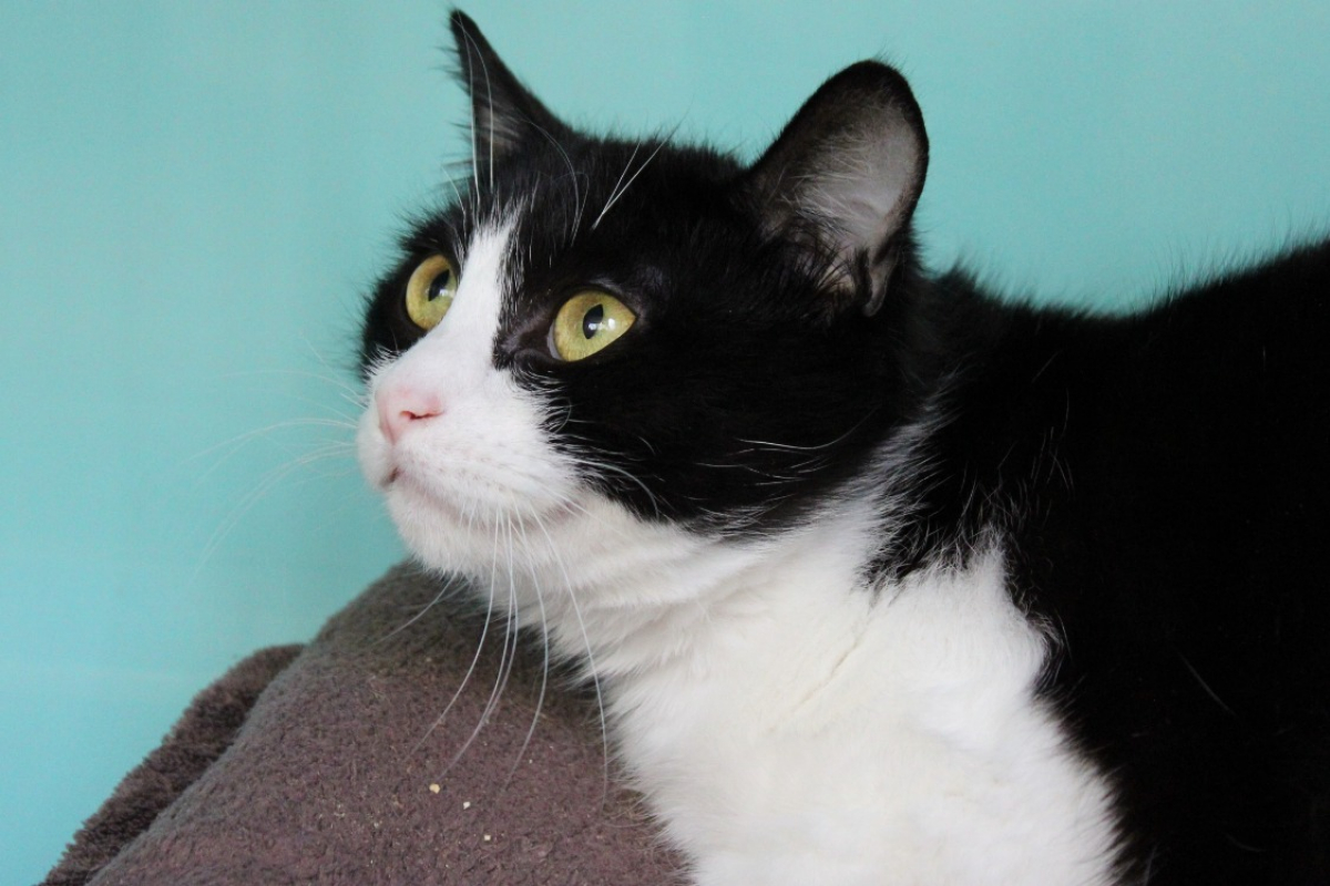 Photo #1 de Cochonou