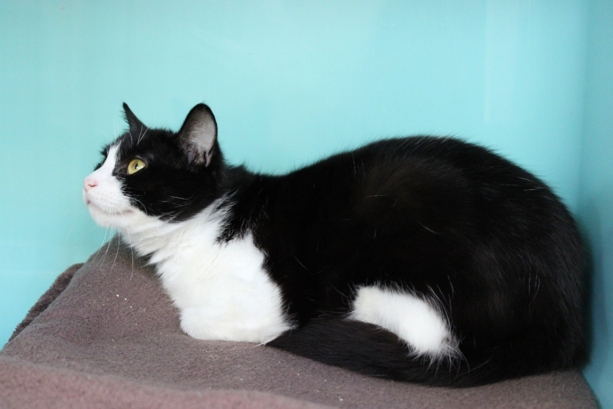 Photo #4 de Cochonou