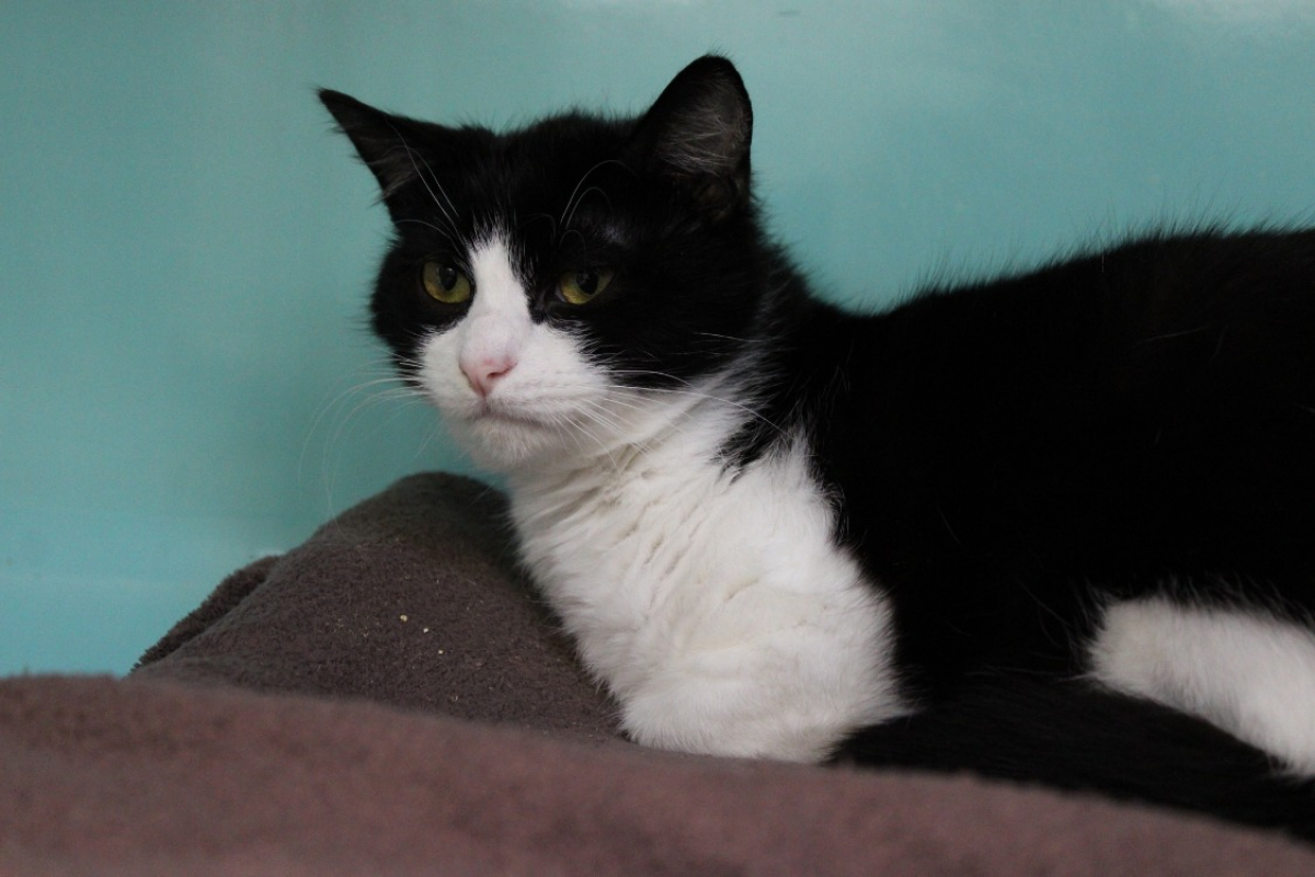 Photo #5 de Cochonou