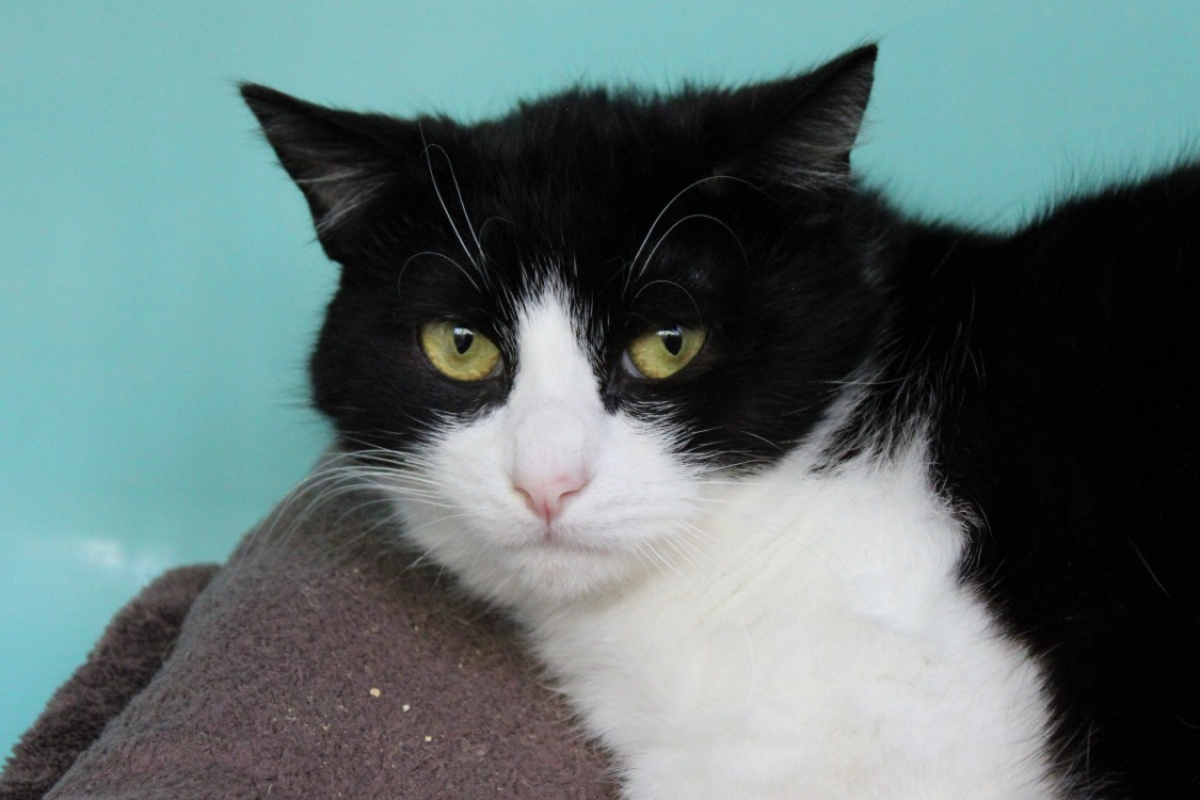 Photo #6 de Cochonou