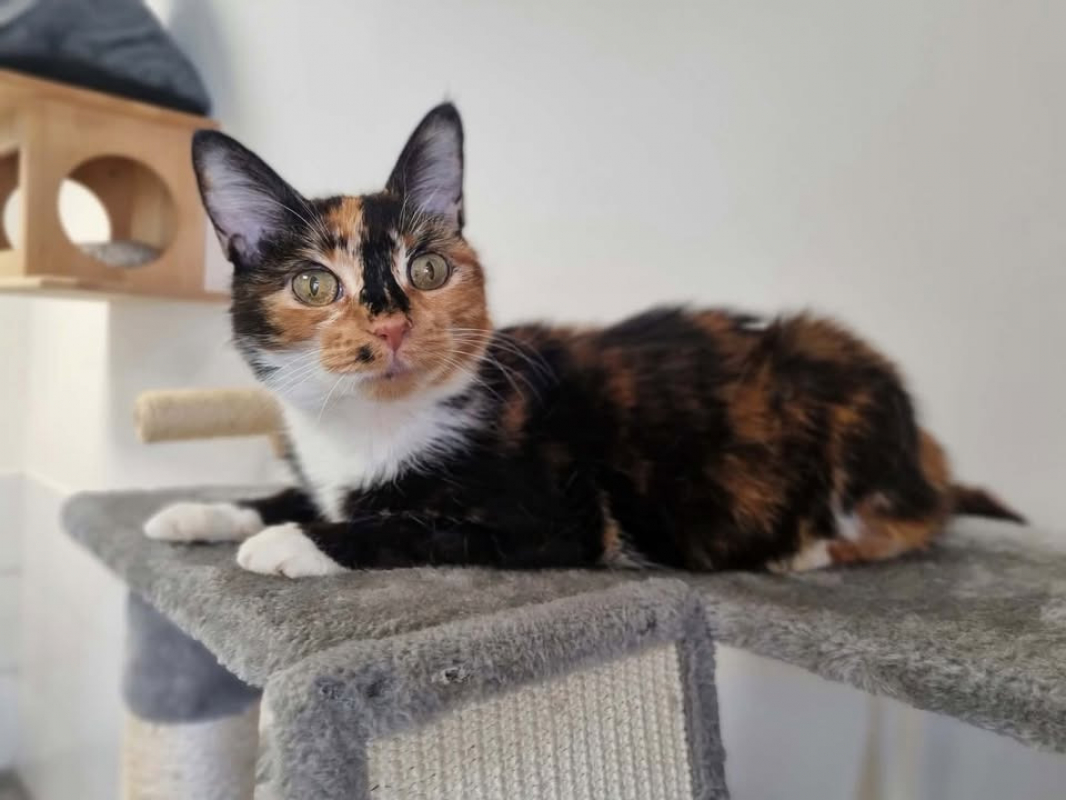 Leonie - Chat Européen à adopter