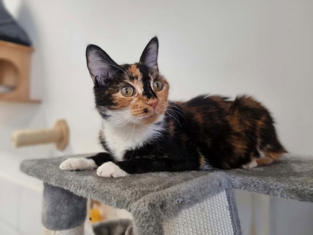 Leonie - Chat Européen à adopter - photo 2