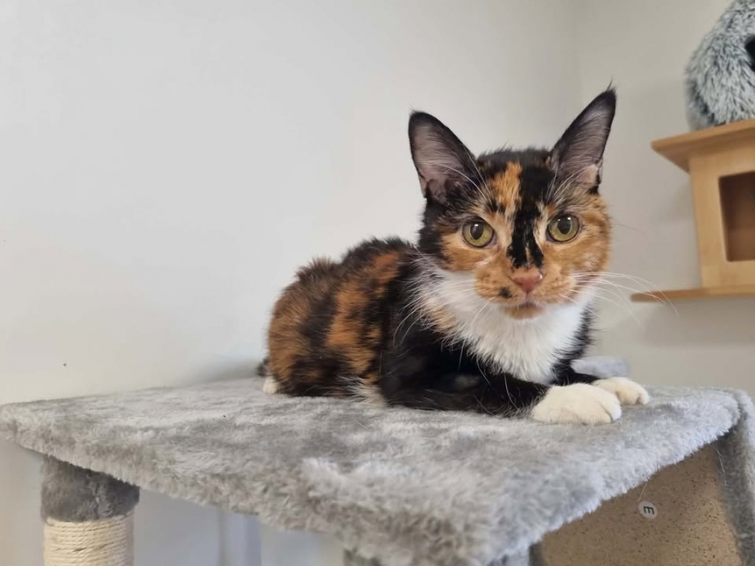 Leonie - Chat Européen à adopter - photo 3