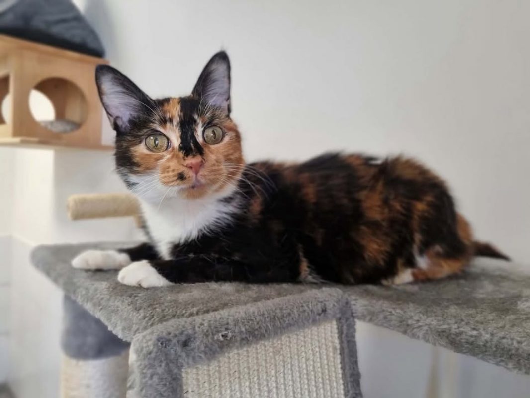 Leonie - Chat Européen à adopter