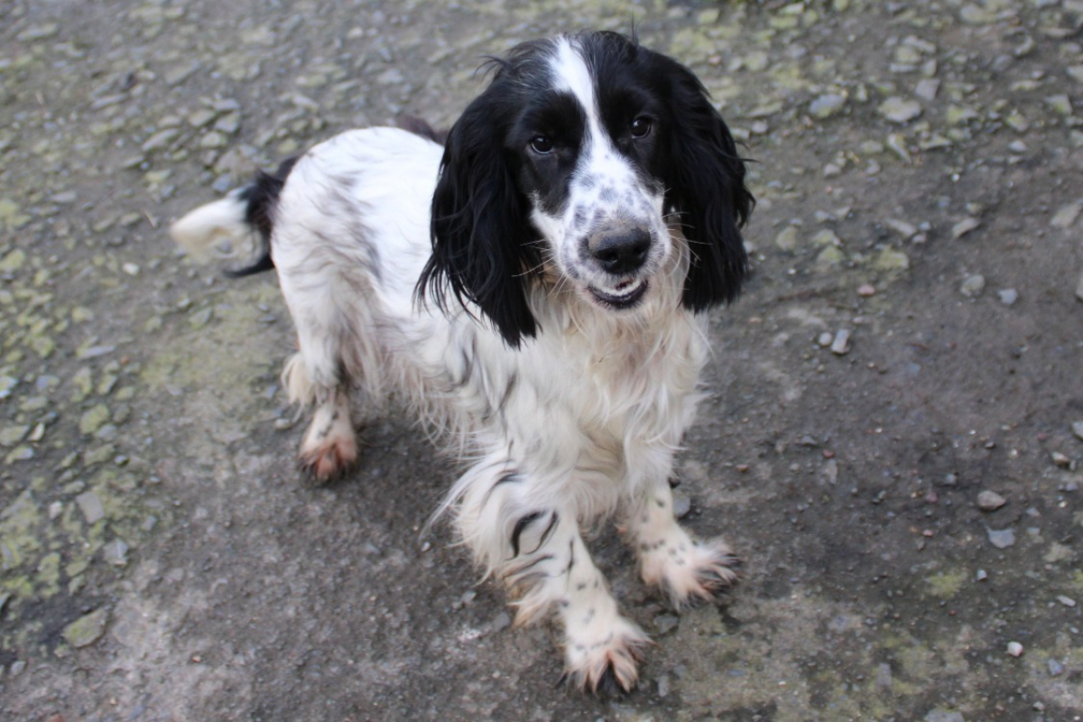 Photo #2 de Artichaut