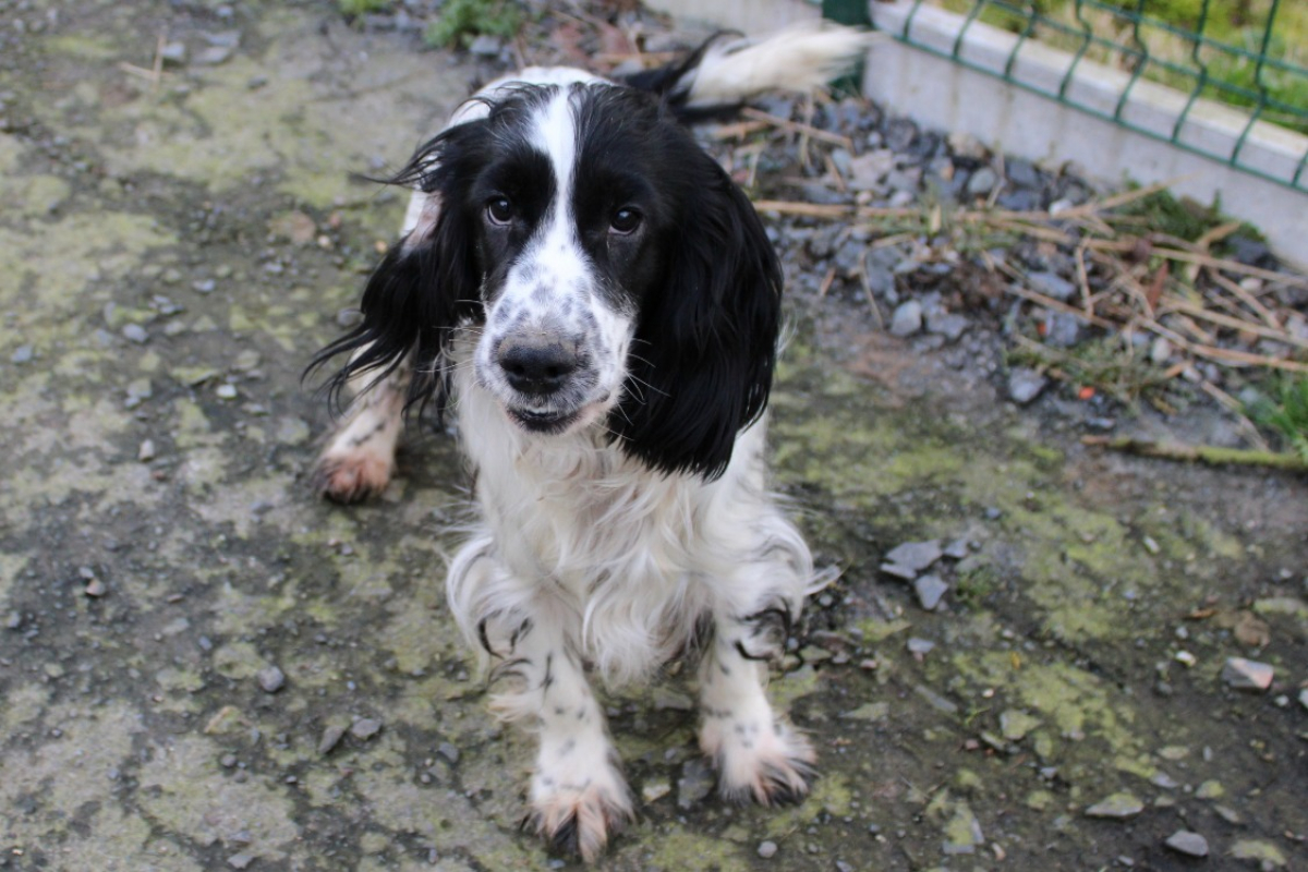 Photo #5 de Artichaut