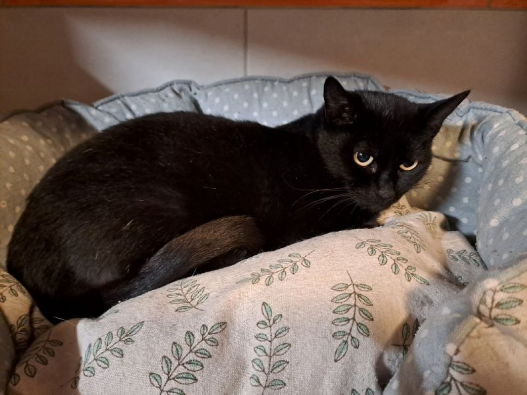 Photo de Puffin