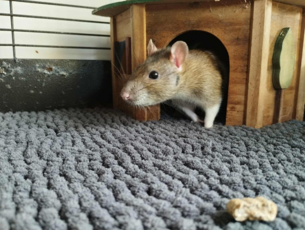 Photo #1 de Tramontane