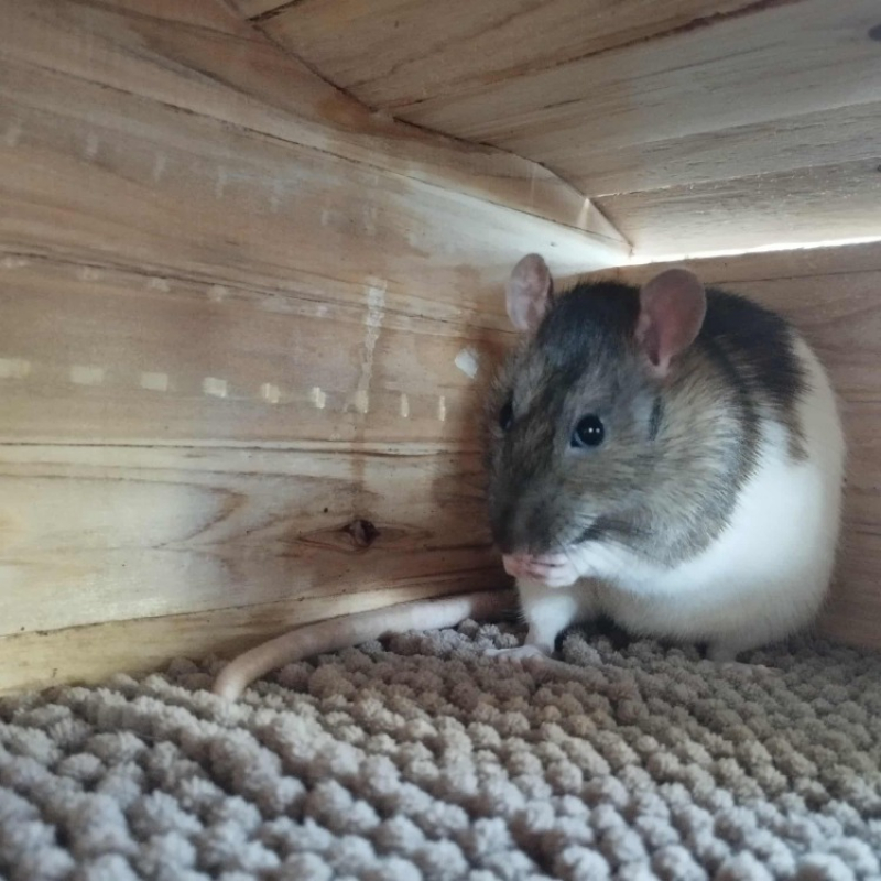 Photo #2 de Tramontane