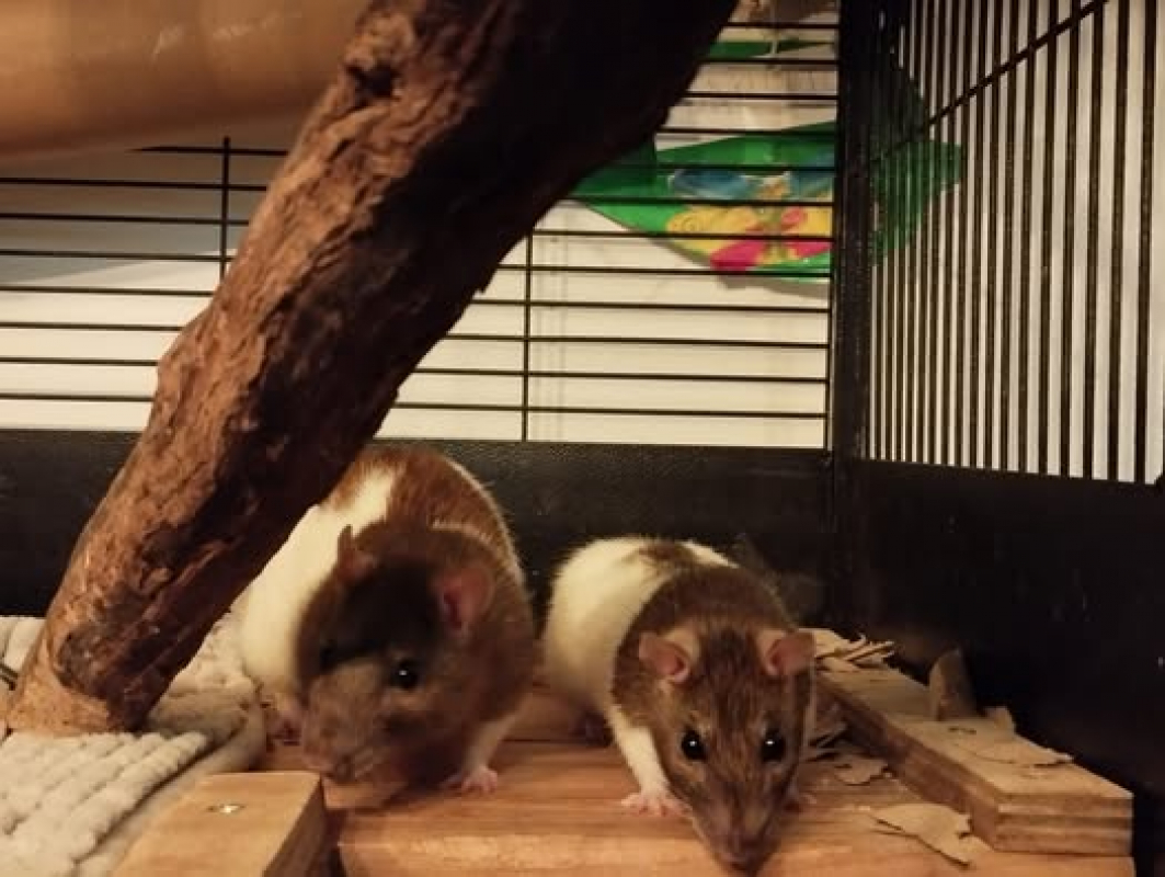 Photo #2 de Tramontane