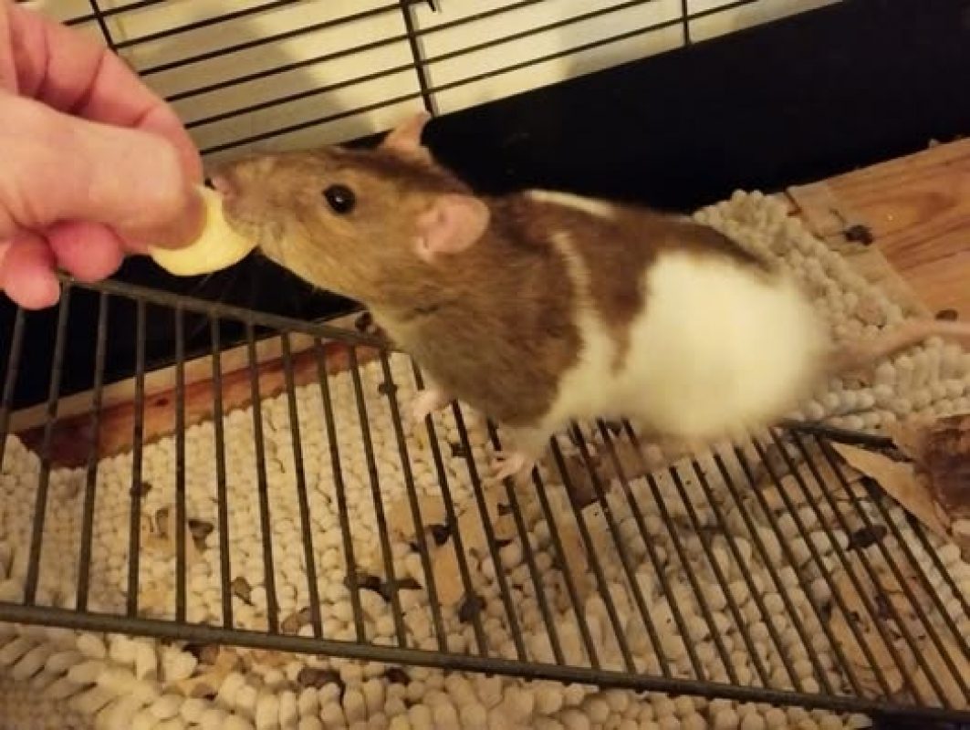 Tramontane - Rongeur Rat à adopter