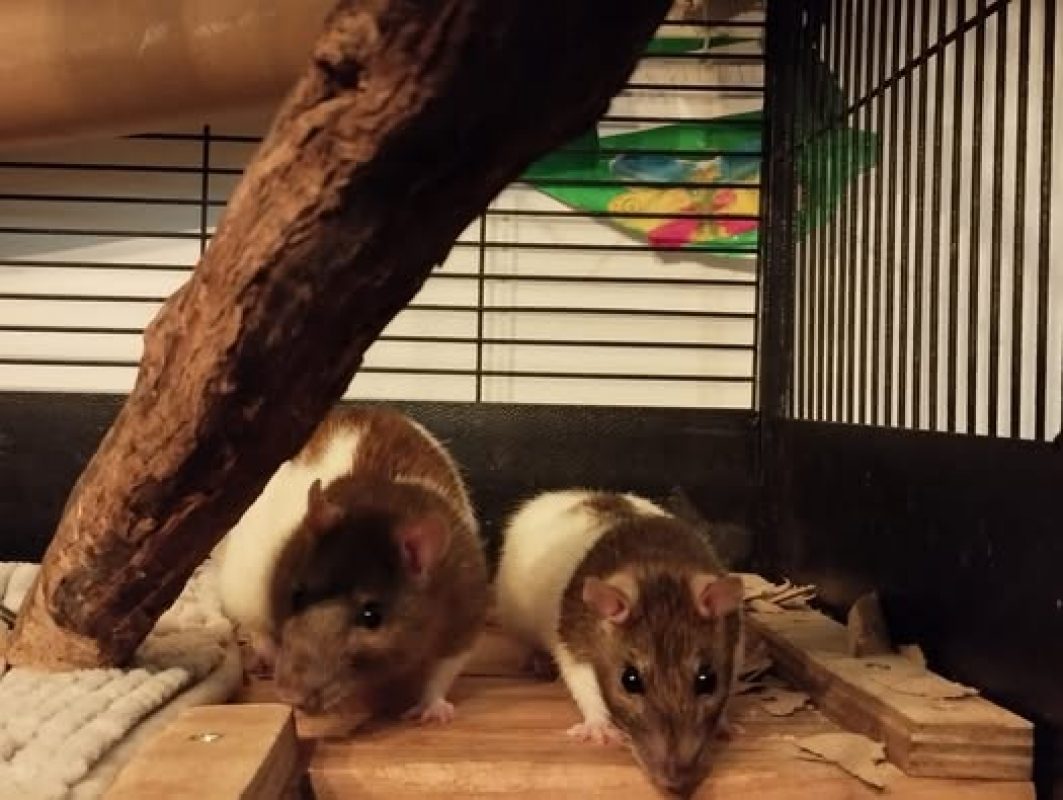 Tramontane - Rongeur Rat à adopter - photo 2