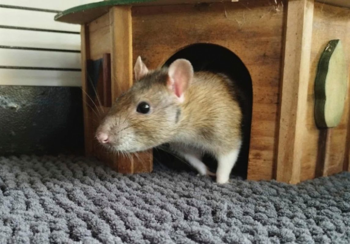 Tramontane - Rongeur Rat à adopter - photo 3