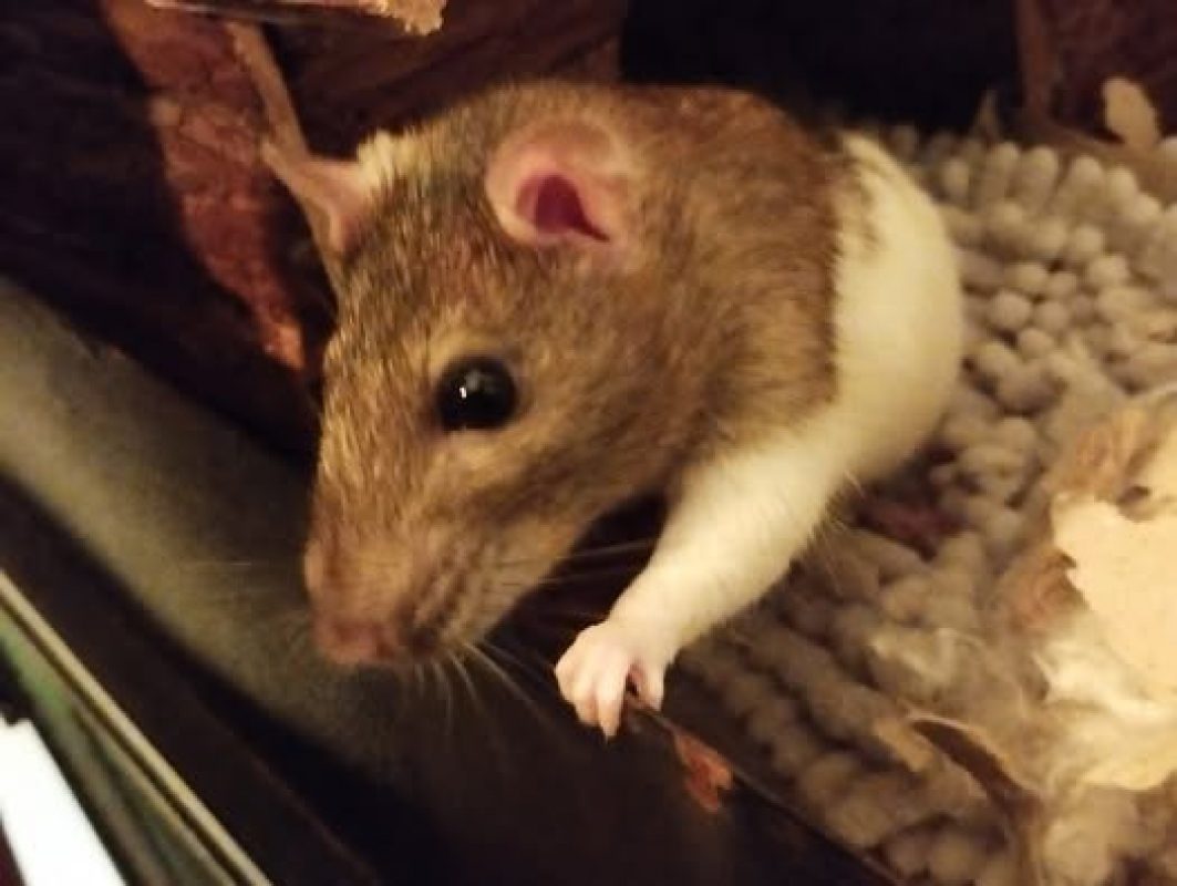 Tramontane - Rongeur Rat à adopter - photo 4