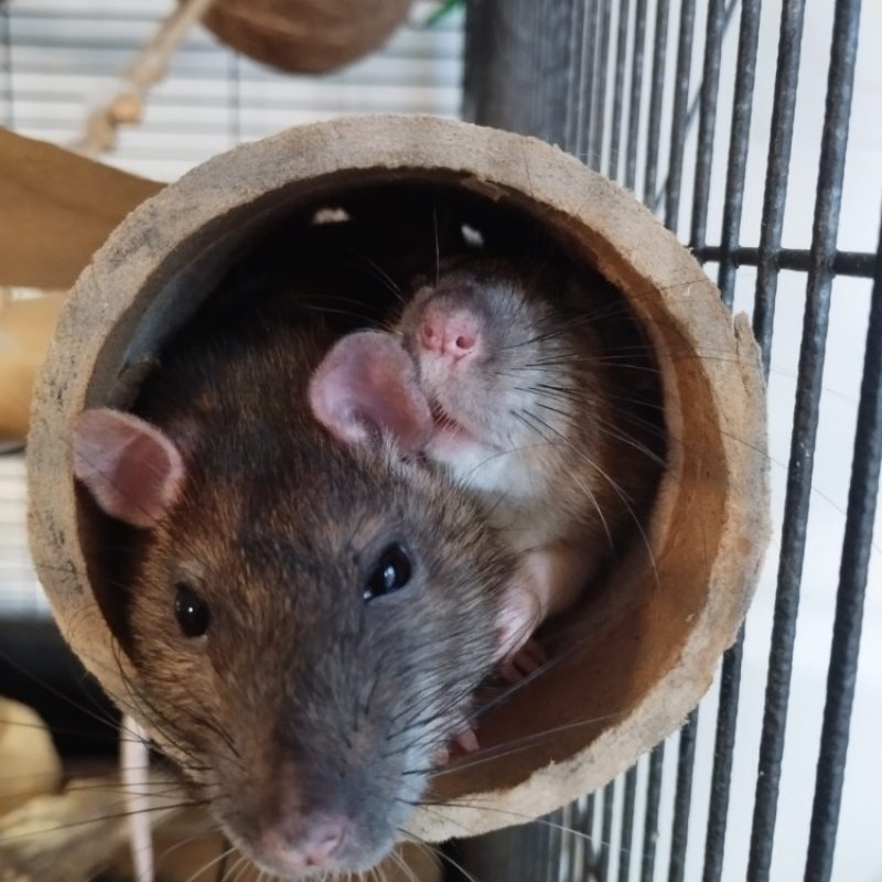 Tramontane - Rongeur Rat à adopter