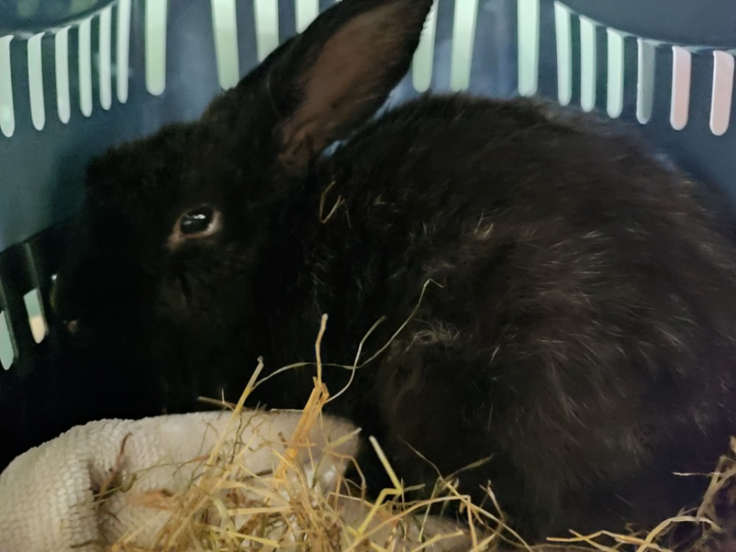 Photo #1 de Malzeno qnac