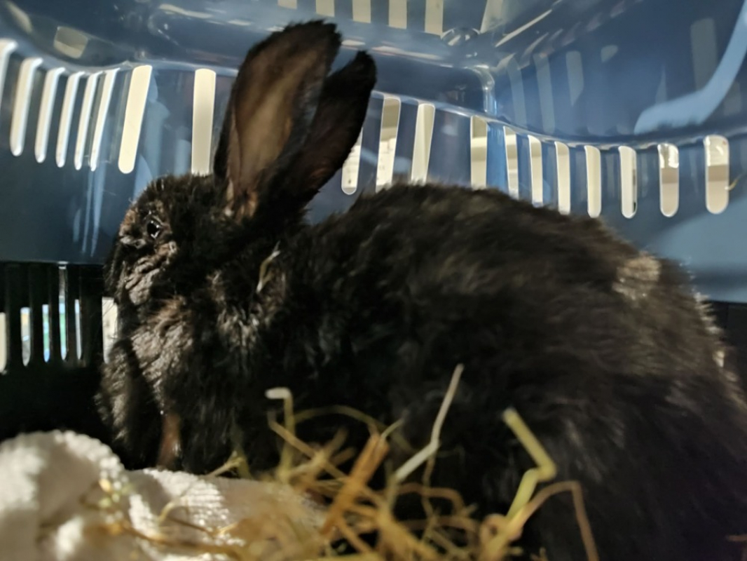 Photo #2 de Malzeno qnac