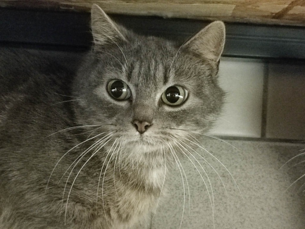 Photo #1 de Mistrigri